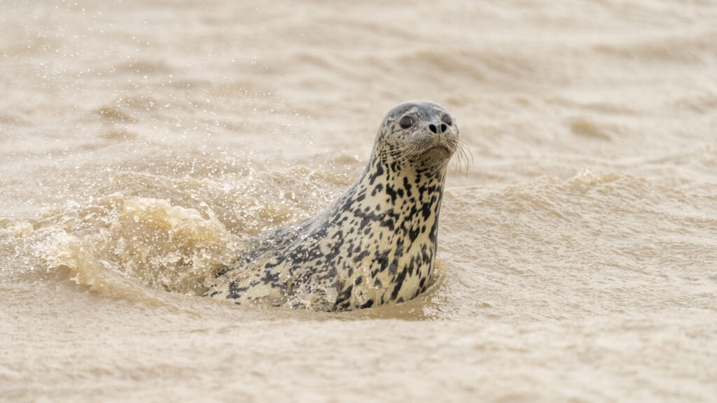 A spotted seal pokes its head out of the water