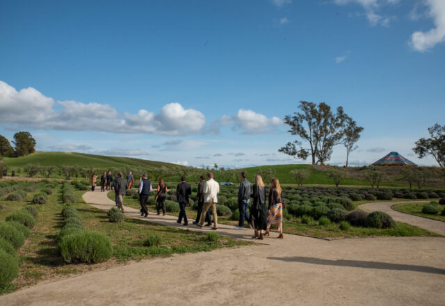 A group of people walk through a grassy vineyard.