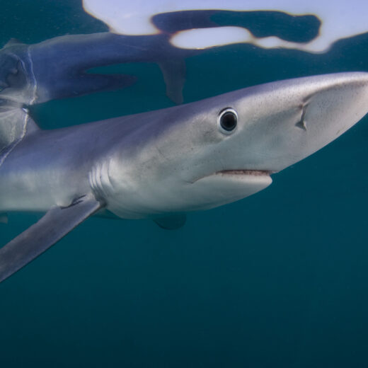 A shark swims just below the water's surface.