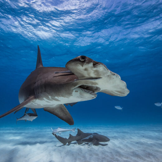 A great hammerhead shark swims along the ocean floor.