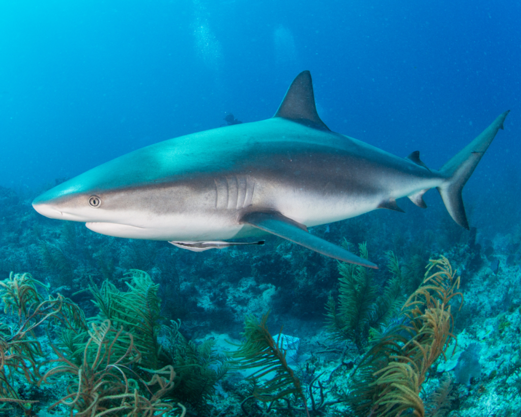 A shark swims along the ocean floor.