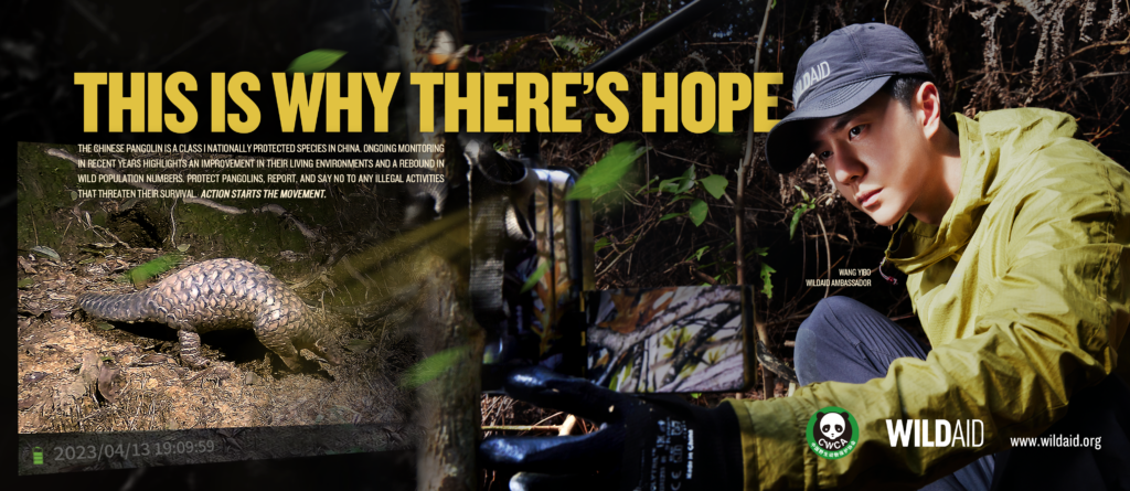 A billboard design. The right side of the design features an image WildAid ambassador Wang Yibo wearing a WildAid hat and kneeling down as he looks at a camera. The left side of the design features an infrared image captured of a pangolin. The text reads "This is why there's hope: The Chinese pangolin is a Class I nationally protected species in China. Ongoing monitoring in recent years highlights an improvement in their living environments and a rebound in wild population numbers. Protect pangolins, report, and say no to any illegal activities that threaten their survival. Action starts the movement."